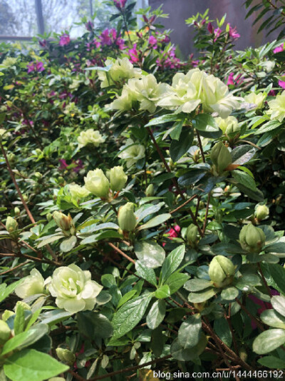 “绿色光辉杜鹃”Rhododendron pulchurum‘LvSeGuangHui’树广卵型或伞型。花淡绿色，半重瓣。花蕾绿色。