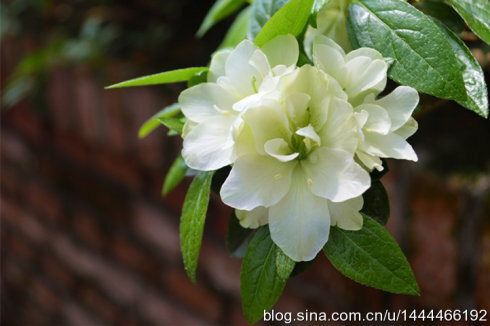 “绿色光辉杜鹃”Rhododendron pulchurum‘LvSeGuangHui’树广卵型或伞型。花淡绿色，半重瓣。花蕾绿色。