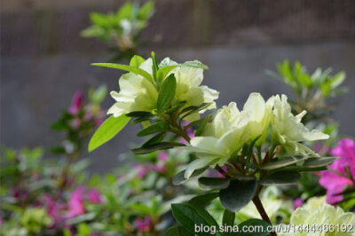 “绿色光辉杜鹃”Rhododendron pulchurum‘LvSeGuangHui’树广卵型或伞型。花淡绿色，半重瓣。花蕾绿色。