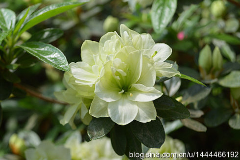 “绿色光辉杜鹃”Rhododendron pulchurum‘LvSeGuangHui’树广卵型或伞型。花淡绿色，半重瓣。花蕾绿色。