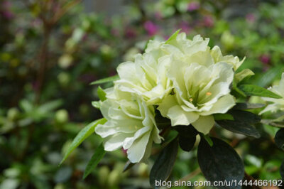 “绿色光辉杜鹃”Rhododendron pulchurum‘LvSeGuangHui’树广卵型或伞型。花淡绿色，半重瓣。花蕾绿色。