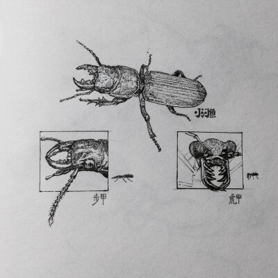 蝼步甲（步甲与虎甲头部区分）