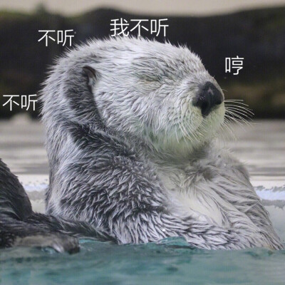 水獭表情包