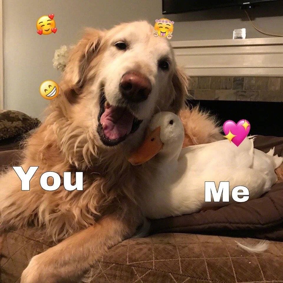 鸭鸭你和我壁纸头像金毛可达鸭