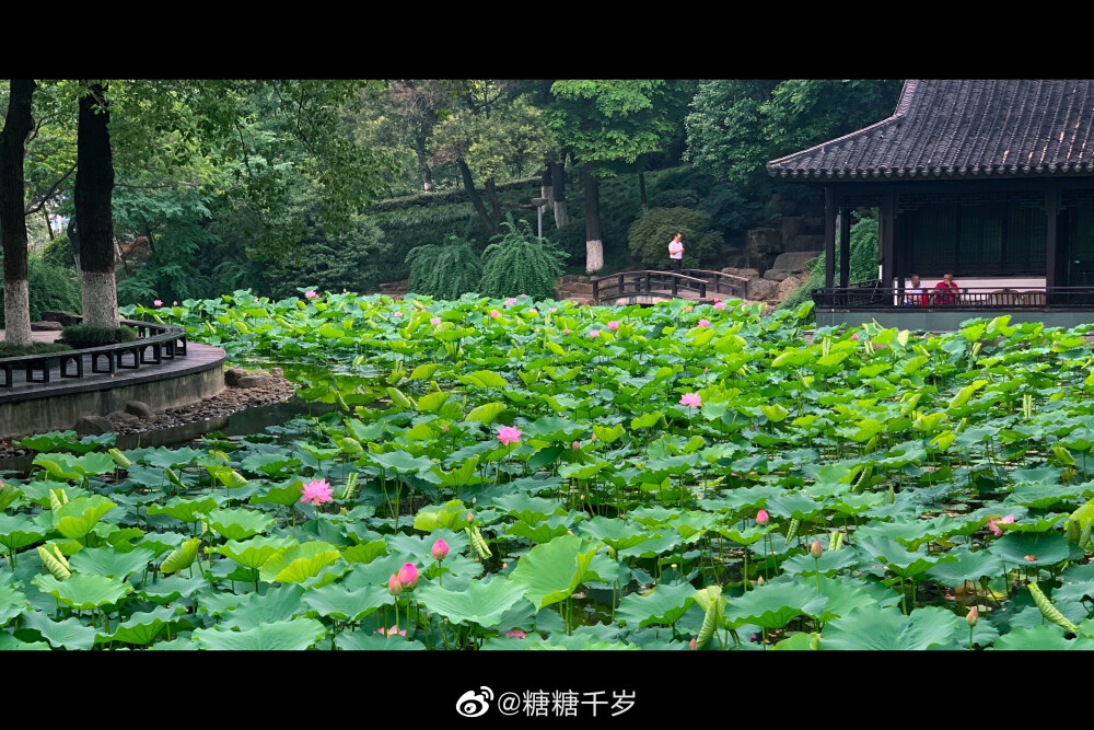 早呀～小暑将至，天天路过的小荷塘里荷花也渐入盛期。等哪天有空要带上相机好好拍拍这夏荷。