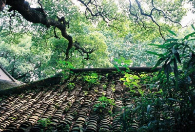 天气正清和，人情物意嘉。绿树荫屋角，微风起檐牙。