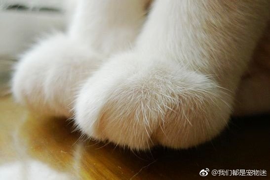 好运的猫爪爪，点赞7月完美度过.