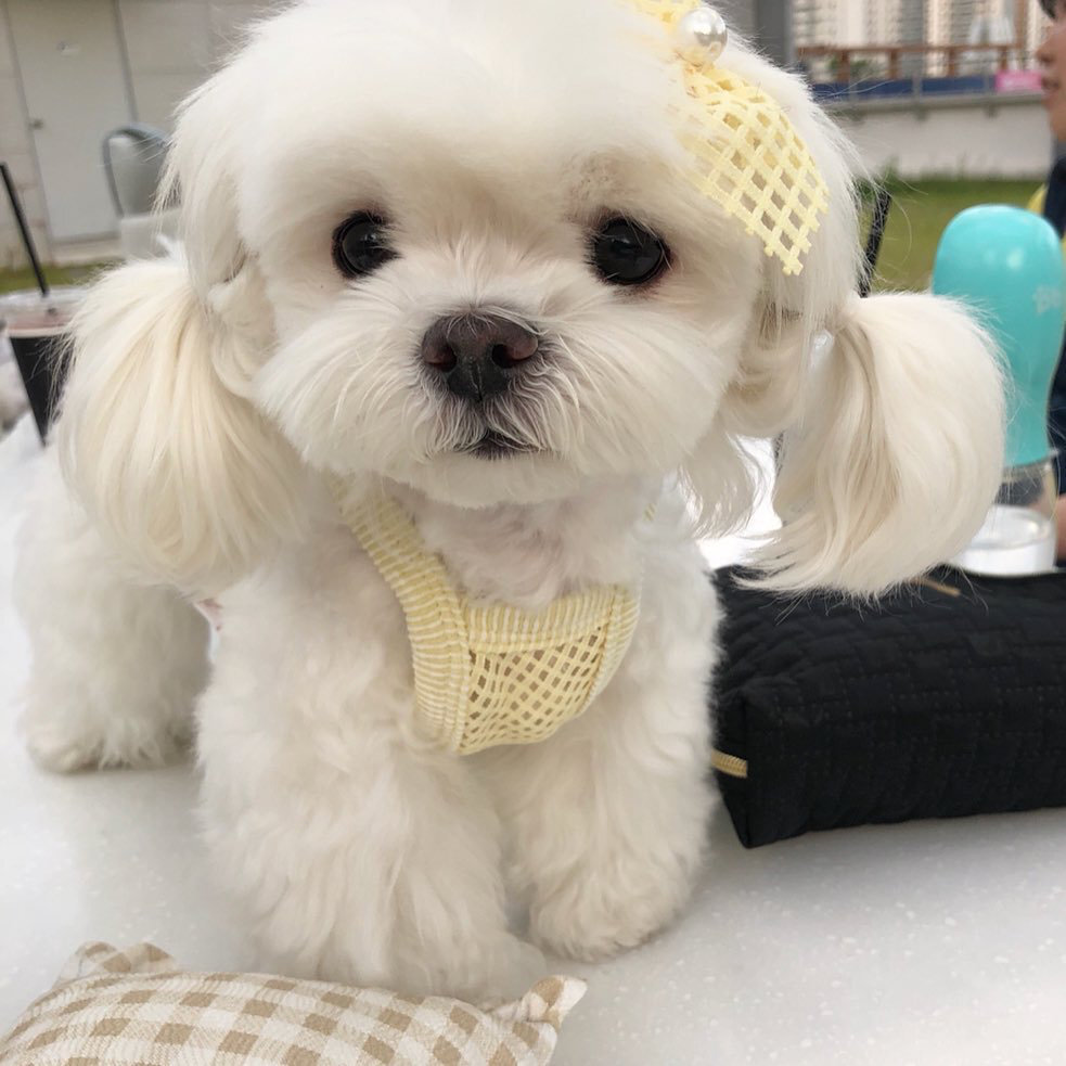 小小隻马尔济斯犬