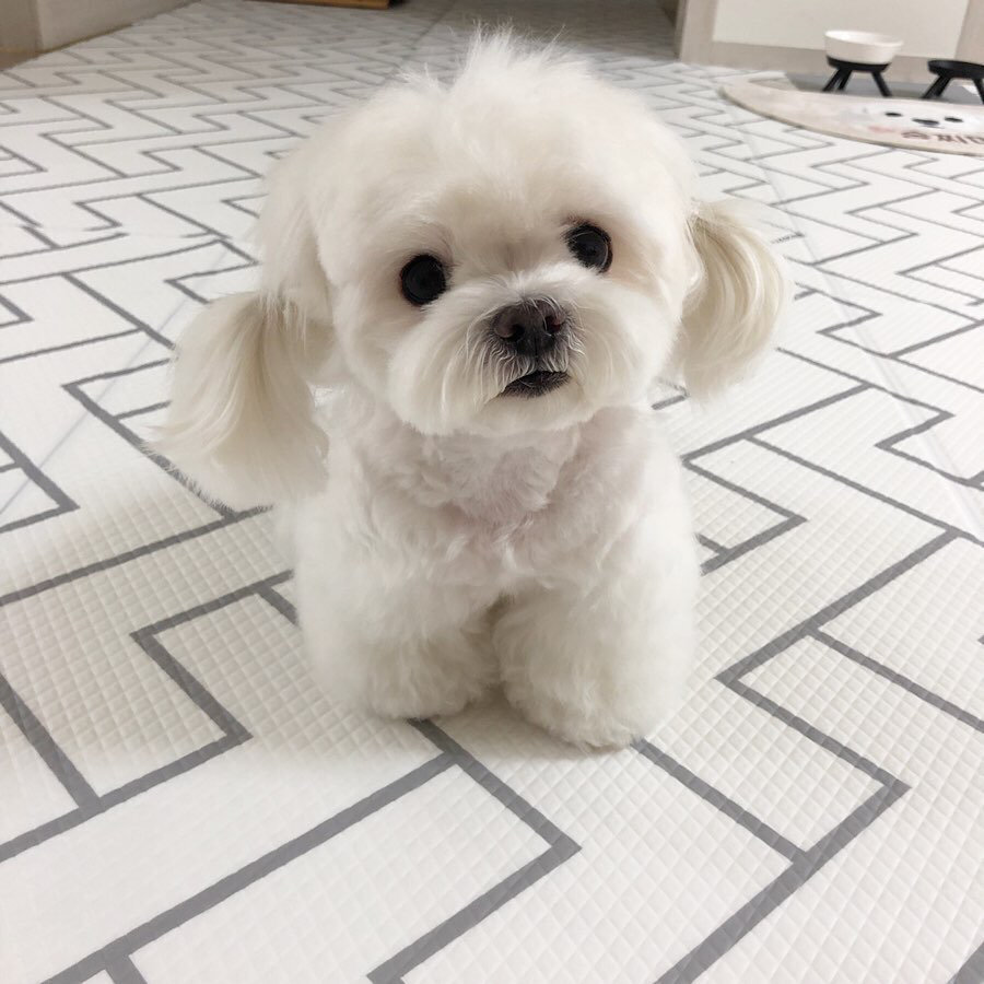 小小隻马尔济斯犬