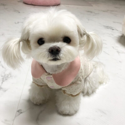 小小隻马尔济斯犬