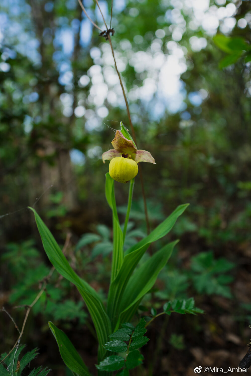 黄花杓兰