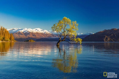 新西兰瓦纳卡湖的孤独之树。该树已经成为新西兰南岛的热门观景点，偌大的湖中只有这一棵歪脖子树茕茕独立，日夜奔流不息，从水中长出的这棵树便静静地目睹这一切。
