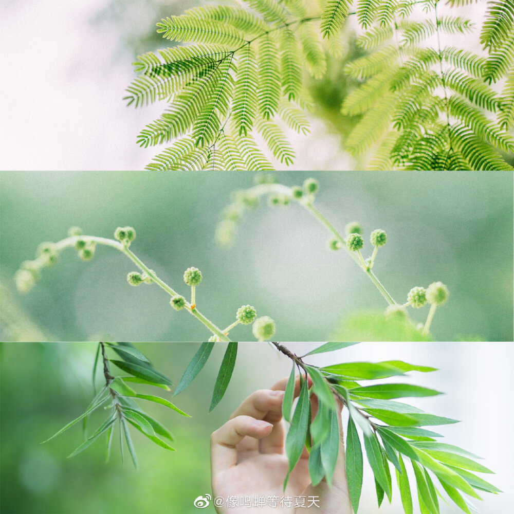 SUMMER
盐系拼接壁纸♡
图源【微博】@像鸣蝉等待夏天