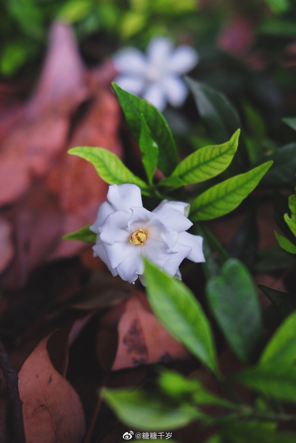 小区里的栀子花这两天开得很旺，空气里都是香香的，我走过就忍不住要多吸两口气。记得之前看汪曾祺先生写栀子花“去他妈的，我就是要这样想，想的痛痛快快，你们他妈的管得着吗” 哈哈我喜欢你香得痛快！噢，你们城市会有卖栀子花串或者香包吗？买一串可以戴手上，整个人都是栀子花味的。