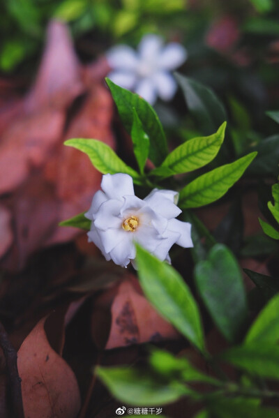 小区里的栀子花这两天开得很旺，空气里都是香香的，我走过就忍不住要多吸两口气。记得之前看汪曾祺先生写栀子花“去他妈的，我就是要这样想，想的痛痛快快，你们他妈的管得着吗” 哈哈我喜欢你香得痛快！噢，你们城…