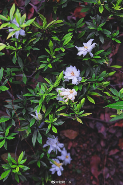 小区里的栀子花这两天开得很旺，空气里都是香香的，我走过就忍不住要多吸两口气。记得之前看汪曾祺先生写栀子花“去他妈的，我就是要这样想，想的痛痛快快，你们他妈的管得着吗” 哈哈我喜欢你香得痛快！噢，你们城…