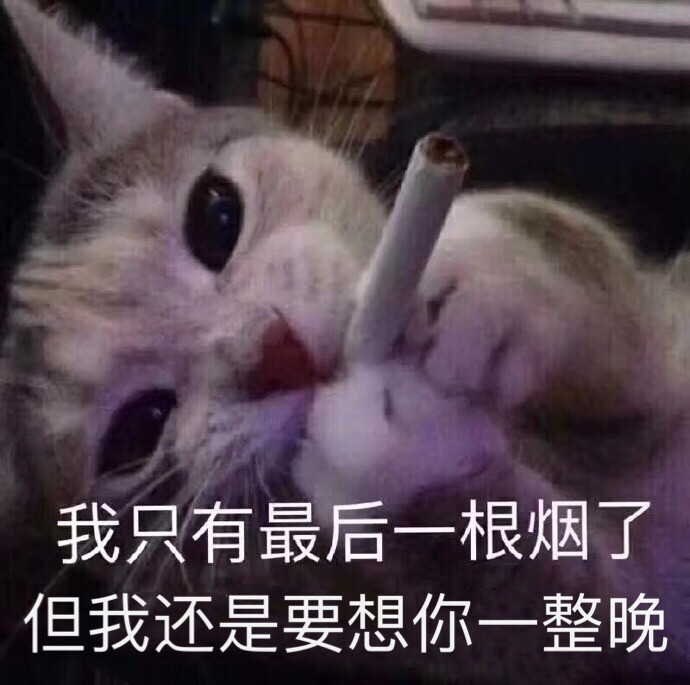 我想要养一条像你这样的狗