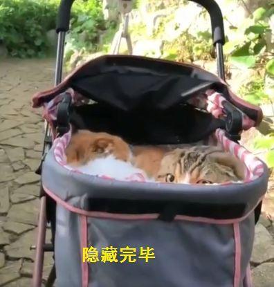 用婴儿车出门溜猫，看到熟人走来，两只猫开启隐身技能。（转）