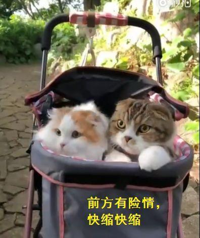 用婴儿车出门溜猫，看到熟人走来，两只猫开启隐身技能。（转）