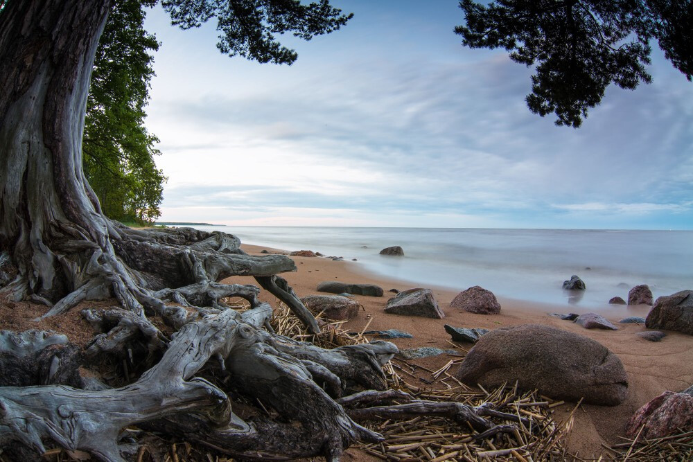 Baltic trees 1 by Technic on 500px