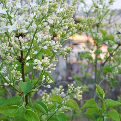 花卉摄影 紫丁香 丁香花 摄影