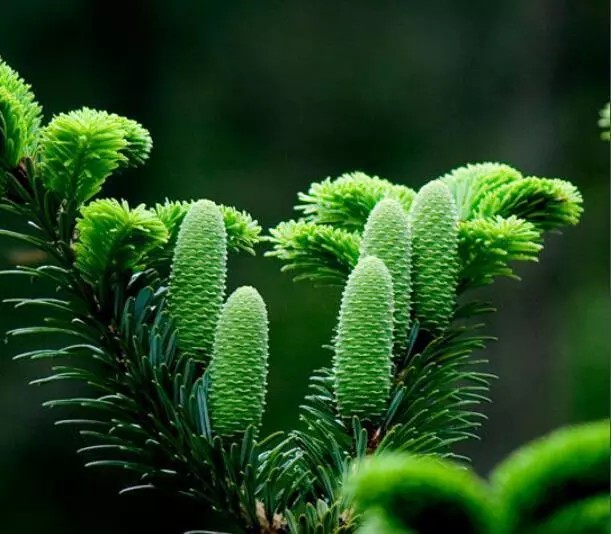 百山祖冷杉
百山祖冷杉是松科冷杉属的一个树种，为中国的特有植物，只在浙江省庆元县百山祖发现生存，长于海拔1700米的地区，常生于山坡林中。经过专家们10多年的精心管护，迁地保护的11株百山祖冷杉实生苗株高已达1.95米，冠幅1.3米，地径0.5米，长势喜人。百山祖冷杉是中国特有的古老残遗植物，是苏、浙、皖、闽等省唯一生存至今的冷杉属中的珍稀物种，对研究植物区系和气候变迁等方面有较重要的学术意义。