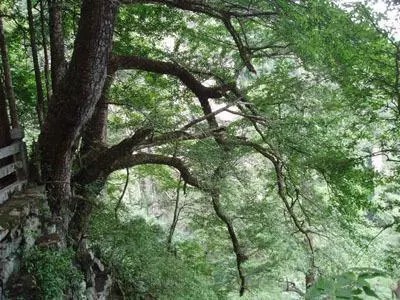 天目铁木
天目铁木又名小叶穗子榆、芮氏铁木、浙西铁木。属山毛榉目，桦木科乔木。高达18米，胸径达45厘米；叶长椭圆形或矩圆状卵形，长3-10厘米，宽1.8-4厘米；果多数，聚生成稀疏的总状；雄花序7月显露，次年4月开放，雌花序随当年生枝伸展而出，4月中叶全展，9月中果熟，11月中落叶。天目铁木是中国濒危物种。仅分布于浙江西天目山，现仅存5株，稀有种。是国家Ⅰ级重点保护野生植物。