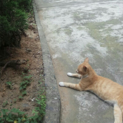 蛋条喜欢跟着我，最近没有跳舞
