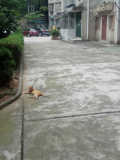 蛋条喜欢跟着我，最近没有跳舞