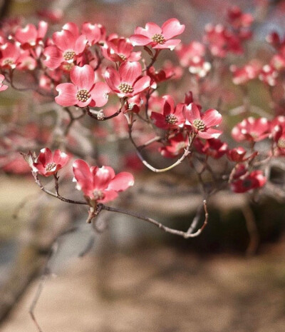 鲜切花材