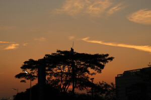 太阳 黄昏 树 希望 我要歌颂你