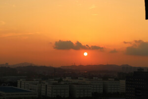 太阳 黄昏 树 希望 我要歌颂你