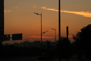太阳 黄昏 树 希望 我要歌颂你