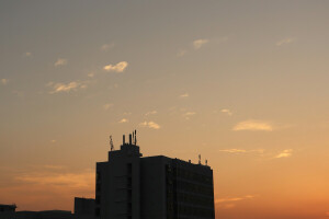 太阳 黄昏 树 希望 我要歌颂你