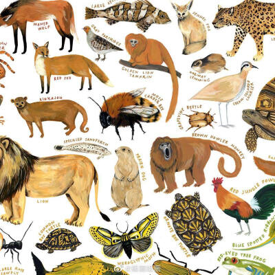 动物手绘 插画师：Kelsey Oseid