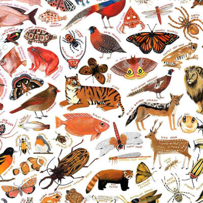 动物手绘 插画师：Kelsey Oseid