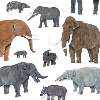 动物手绘 插画师：Kelsey Oseid