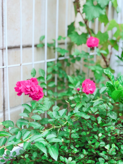 柯柯的花园：花开时节