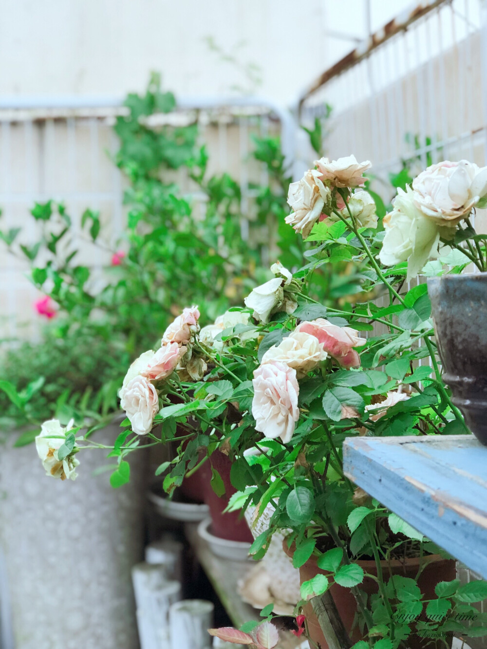 柯柯的花园：花开时节