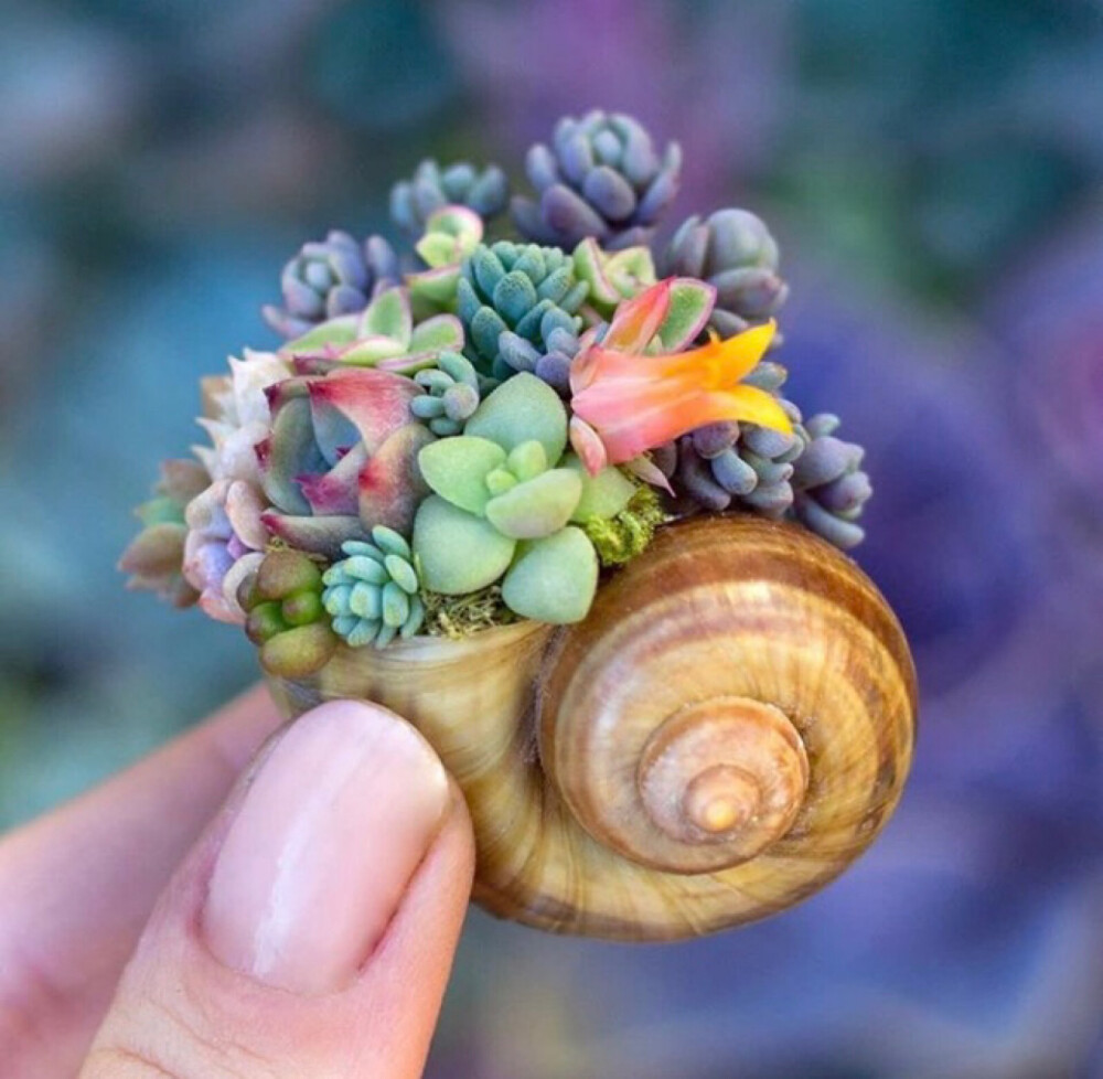 多肉植物