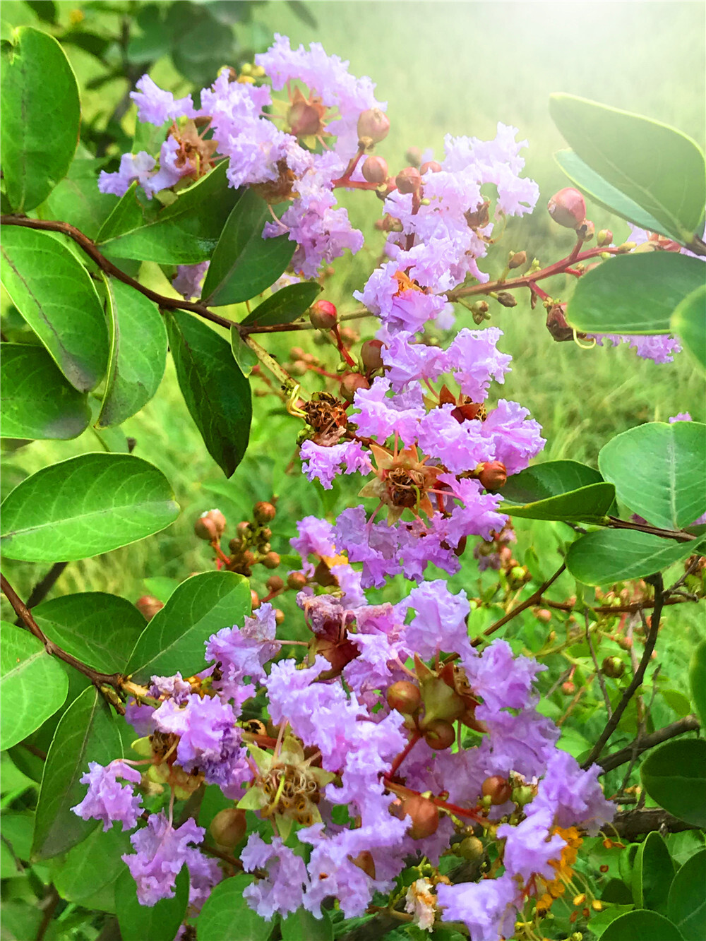 刘勇良手机纪实摄影：紫薇花开