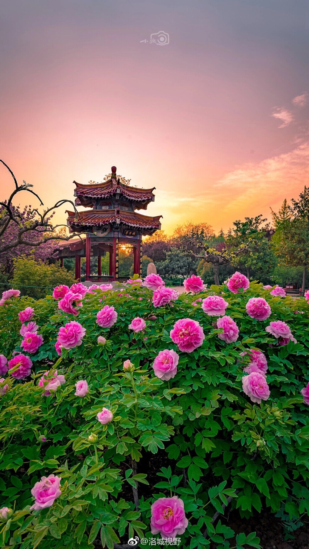 洛阳牡丹甲天下 - 堆糖,美图壁纸兴趣社区