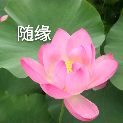 莲花头像