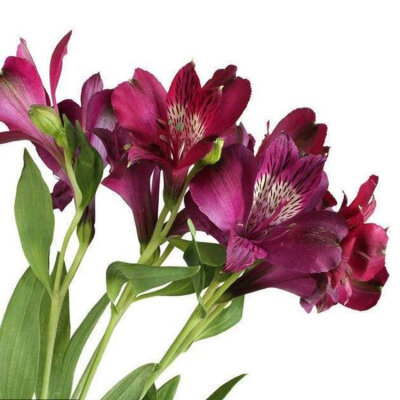 六出花（学名：Alstroemeria aureaGraham）是石蒜科六出花属植物。多年生宿根草本，高约1米，根肥厚肉质，平卧土中延长，须根多；茎自根茎上不定芽萌发，直立而细长，叶片多数，互生状散生，披针形，光滑。花序下为…