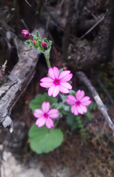 报春花