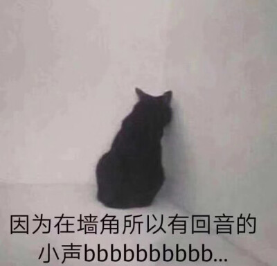 猫猫表情包