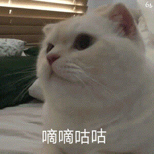 猫猫表情包