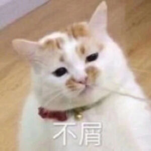 猫猫表情包