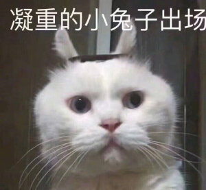 猫猫表情包