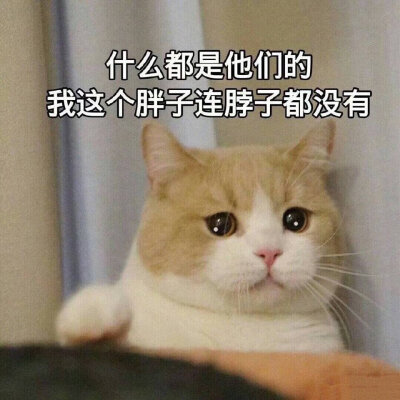 猫猫表情包